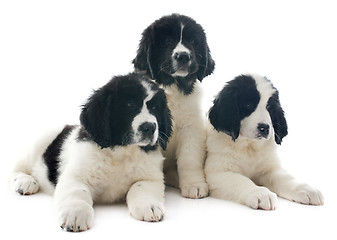 Image showing landseer puppies