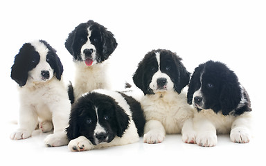 Image showing landseer puppies