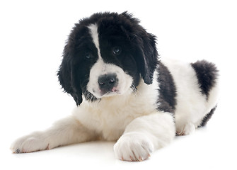 Image showing landseer puppy