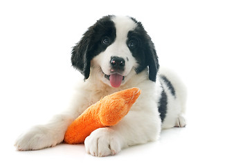 Image showing landseer puppy