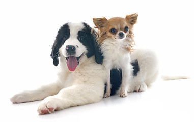 Image showing landseer puppy and chihuahua