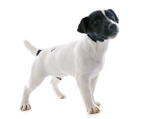 Image showing puppy jack russel terrier