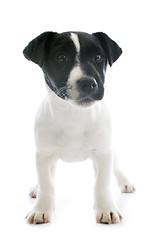 Image showing puppy jack russel terrier