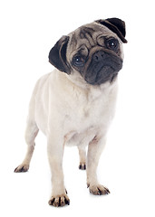 Image showing young pug