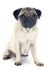 Image showing young pug