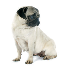 Image showing young pug