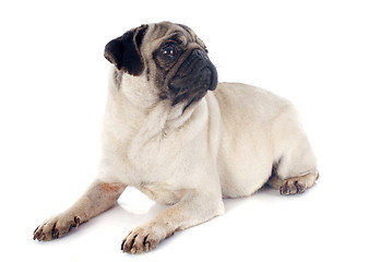 Image showing young pug