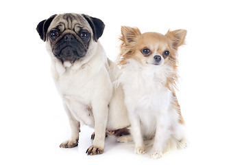 Image showing young pug and chihuahua