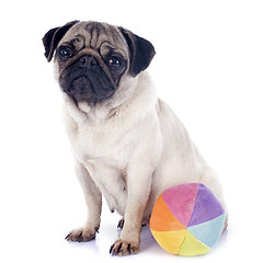 Image showing young pug and ball