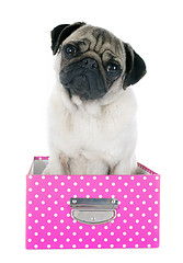 Image showing young pug in box