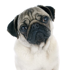 Image showing young pug