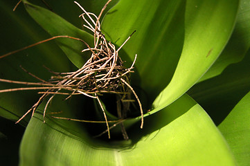 Image showing fallen twigs on fern leaf