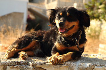 Image showing small brown and black dog 