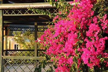 Image showing bougainvillea flower 