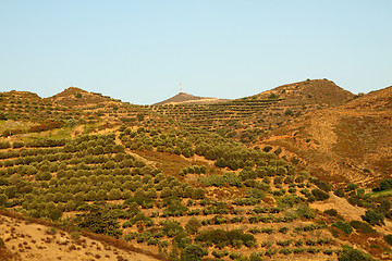 Image showing olive treeses from the greece island