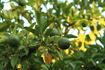 Image showing lime citrus plant 