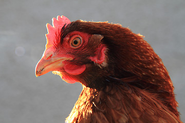 Image showing chicken head 