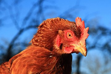 Image showing chicken head 