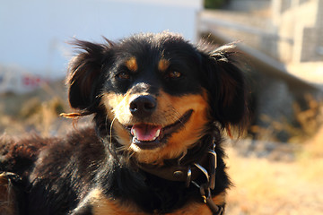 Image showing small brown and black dog 