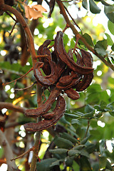 Image showing carob plant (ceratonia siliqua)