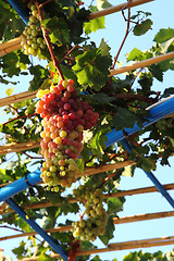 Image showing green and red grapes 