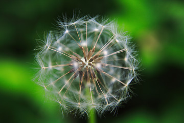 Image showing The Dandelion background.