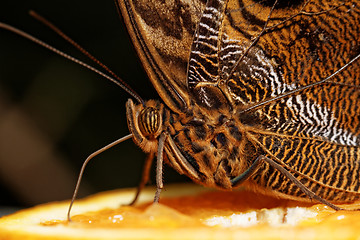 Image showing Macro photograph of a butterfly 