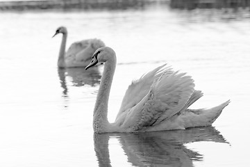 Image showing Lonely swan