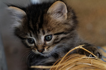 Image showing Tabby kitten