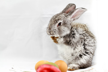 Image showing Gray rabbit