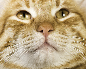 Image showing Orange cat close up eyes