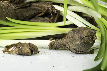 Image showing Flower Bulbs