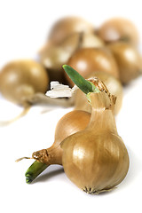 Image showing Small onions