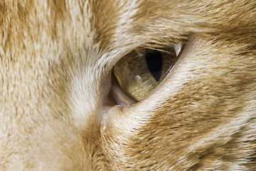 Image showing Orange cat close up eyes