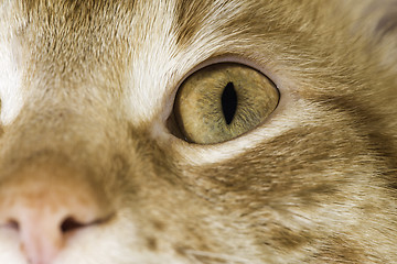 Image showing Orange cat close up eyes