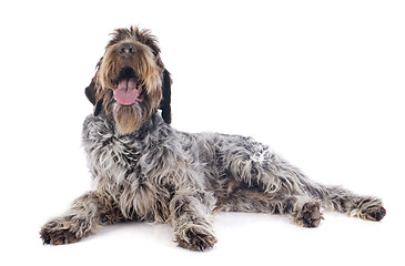 Image showing Wire haired Pointing Griffon