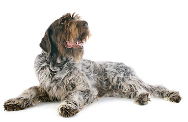 Image showing Wirehaired Pointing Griffon