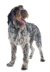 Image showing Wirehaired Pointing Griffon