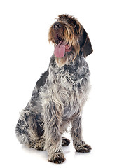 Image showing Wirehaired Pointing Griffon