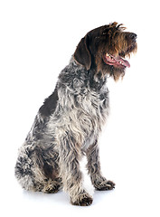 Image showing Wirehaired Pointing Griffon