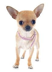 Image showing puppy chihuahua