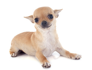 Image showing puppy chihuahua