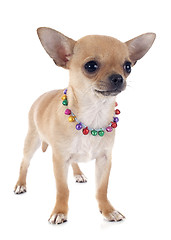 Image showing puppy chihuahua