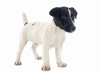 Image showing puppy jack russel terrier