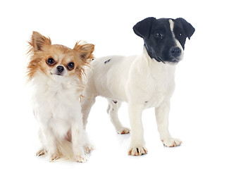 Image showing two puppies