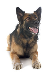 Image showing german shepherd