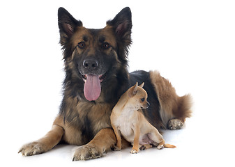 Image showing  and german shepherd