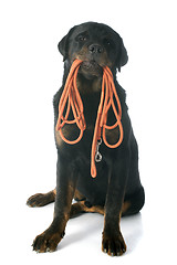 Image showing rottweiler and leash