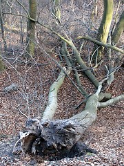 Image showing uprooted tree