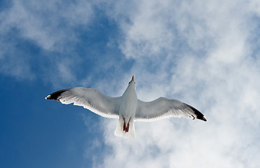 Image showing flying seagull